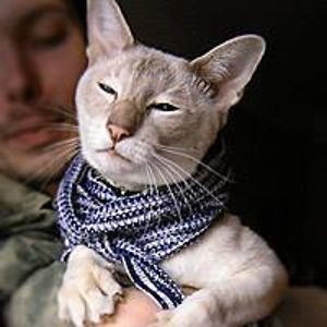 kapussta_kapussta avatar