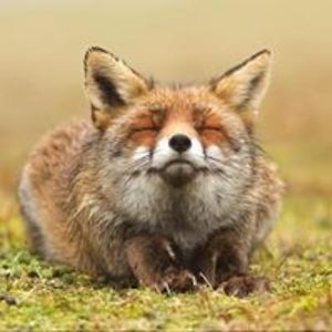 cathrinejosefsson avatar