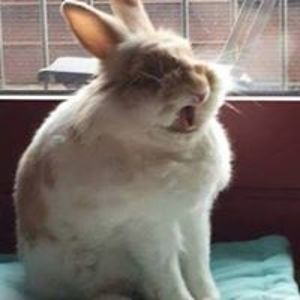 helmut_ebbe_kok avatar