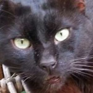 lello_panzieri avatar