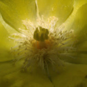 nataliasanchez avatar