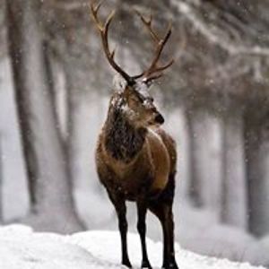 owlet_creations avatar