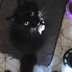 elgirocultural avatar