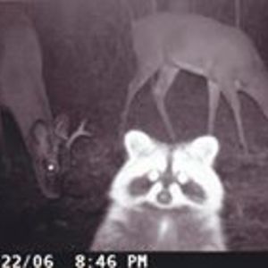 midnite_rider avatar