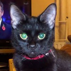 rhonareynolds avatar