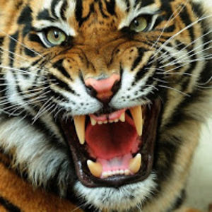 kaylarichardson avatar