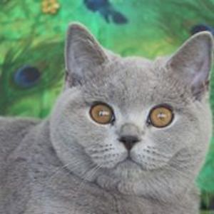 vita_pedersen_tinytoons avatar