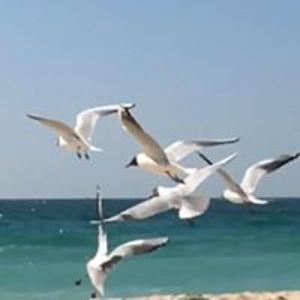 matteo_curcio avatar