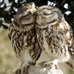 sheila_graham avatar