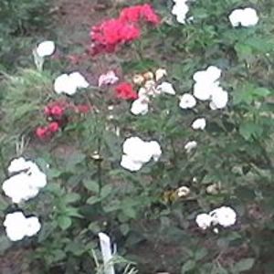 dragana_angelicairina avatar