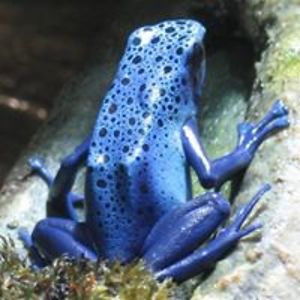 adam_chalcraft avatar