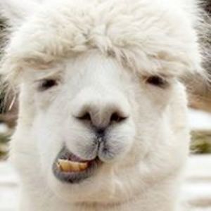 ruthiebobuthie avatar