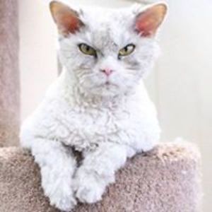 malditoamanecer avatar