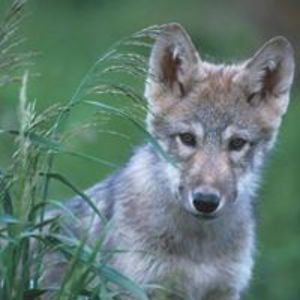 littlesilverwolf avatar