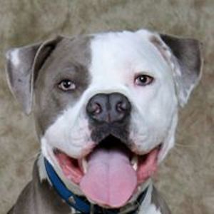 jezebeljferrentino avatar