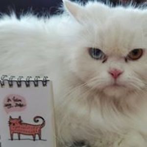 must_qalandar avatar