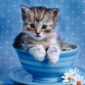 tessa.krellner avatar