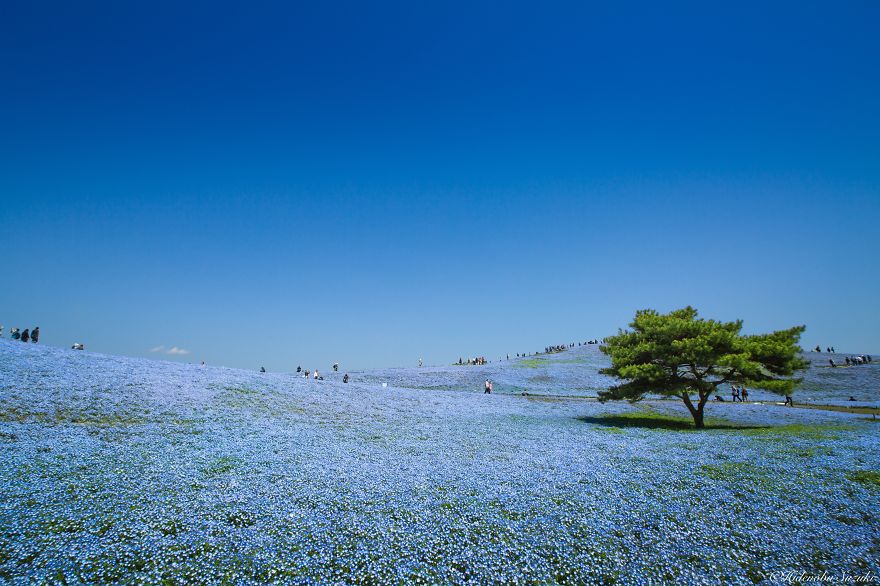 4.5 Million Baby Blue Eyes Just Bloomed In Japan's Hitachi Seaside Park And I Shot Them 4.5 Million Baby Blue Eyes Just Bloomed In Japan's Hitachi Seaside Park And I Shot Them
