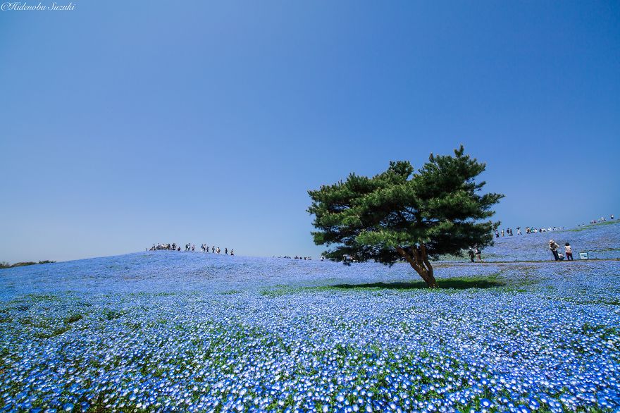 4.5 Million Baby Blue Eyes Just Bloomed In Japan's Hitachi Seaside Park And I Shot Them
