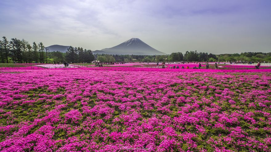 4.5 Million Baby Blue Eyes Just Bloomed In Japan's Hitachi Seaside Park And I Shot Them 4.5 Million Baby Blue Eyes Just Bloomed In Japan's Hitachi Seaside Park And I Shot Them