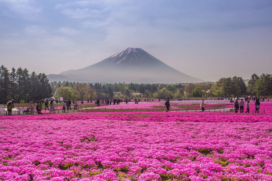 4.5 Million Baby Blue Eyes Just Bloomed In Japan's Hitachi Seaside Park And I Shot Them 4.5 Million Baby Blue Eyes Just Bloomed In Japan's Hitachi Seaside Park And I Shot Them