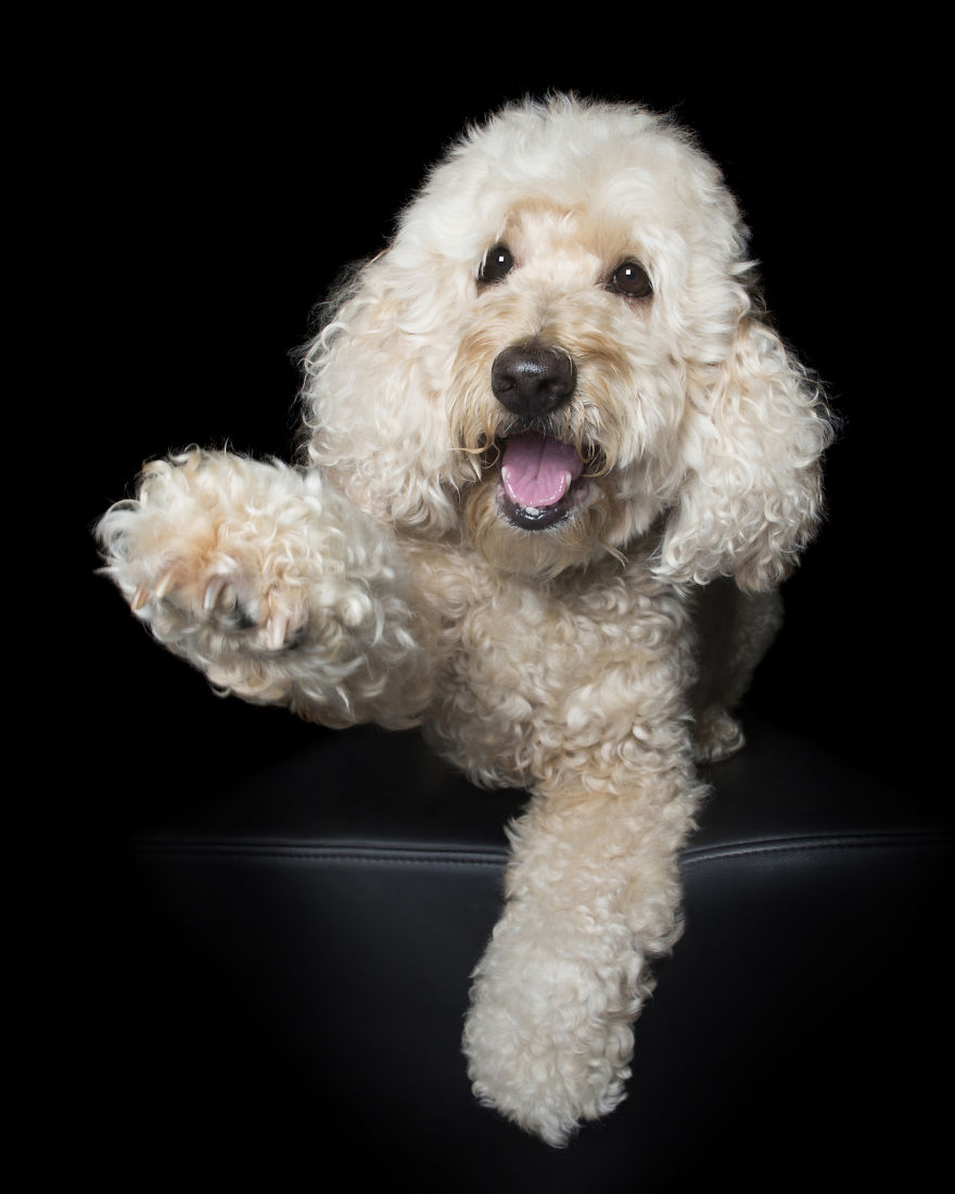 Paws Up: Animal Photographer Captures Dogs Saying 'Hi' Paws Up: Animal Photographer Captures Dogs Saying 'Hi'