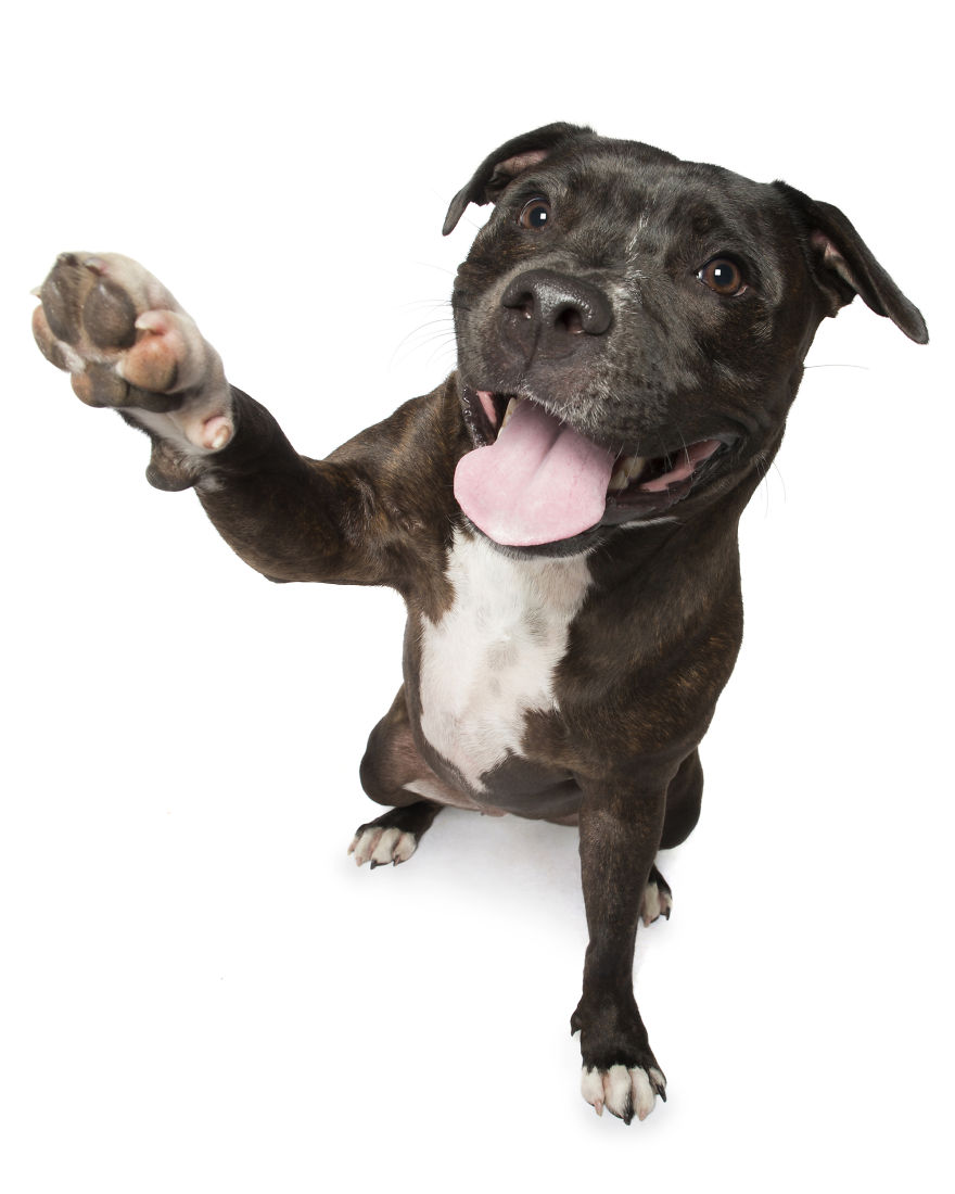 Paws Up: Animal Photographer Captures Dogs Saying 'Hi' Paws Up: Animal Photographer Captures Dogs Saying 'Hi'