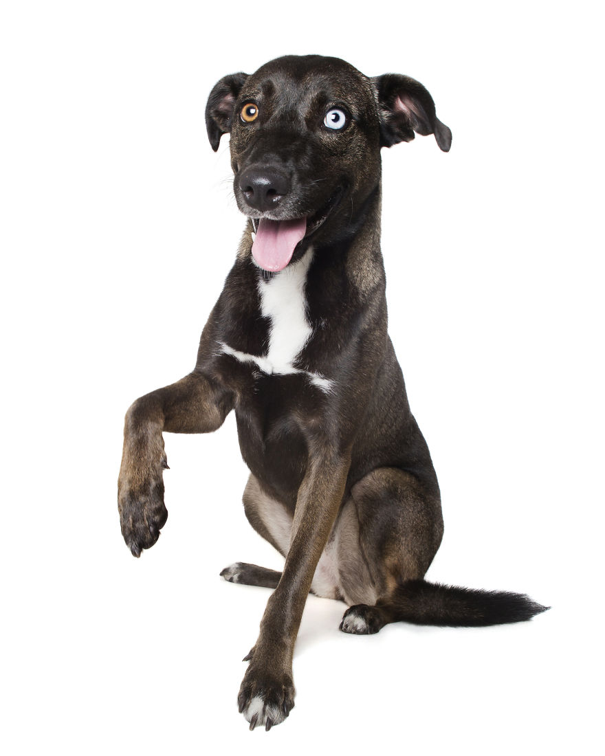 Paws Up: Animal Photographer Captures Dogs Saying 'Hi'