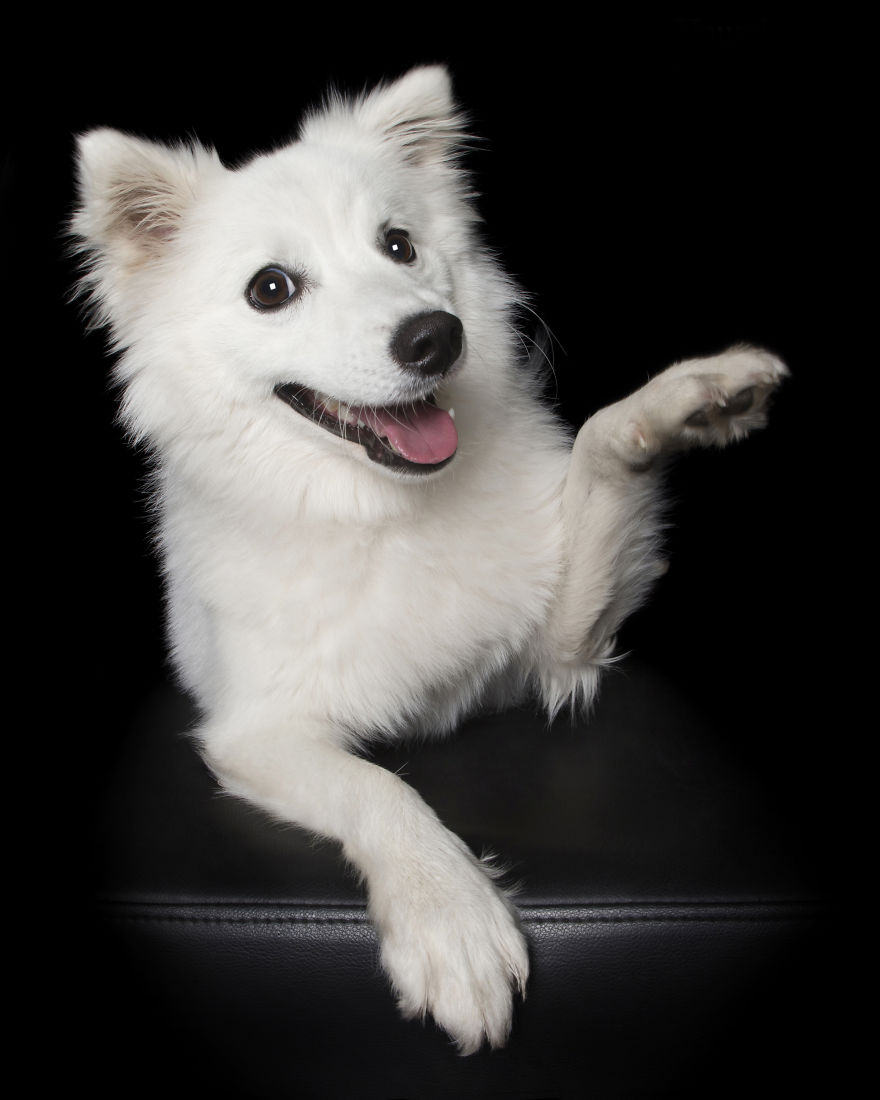 Paws Up: Animal Photographer Captures Dogs Saying 'Hi' Paws Up: Animal Photographer Captures Dogs Saying 'Hi'