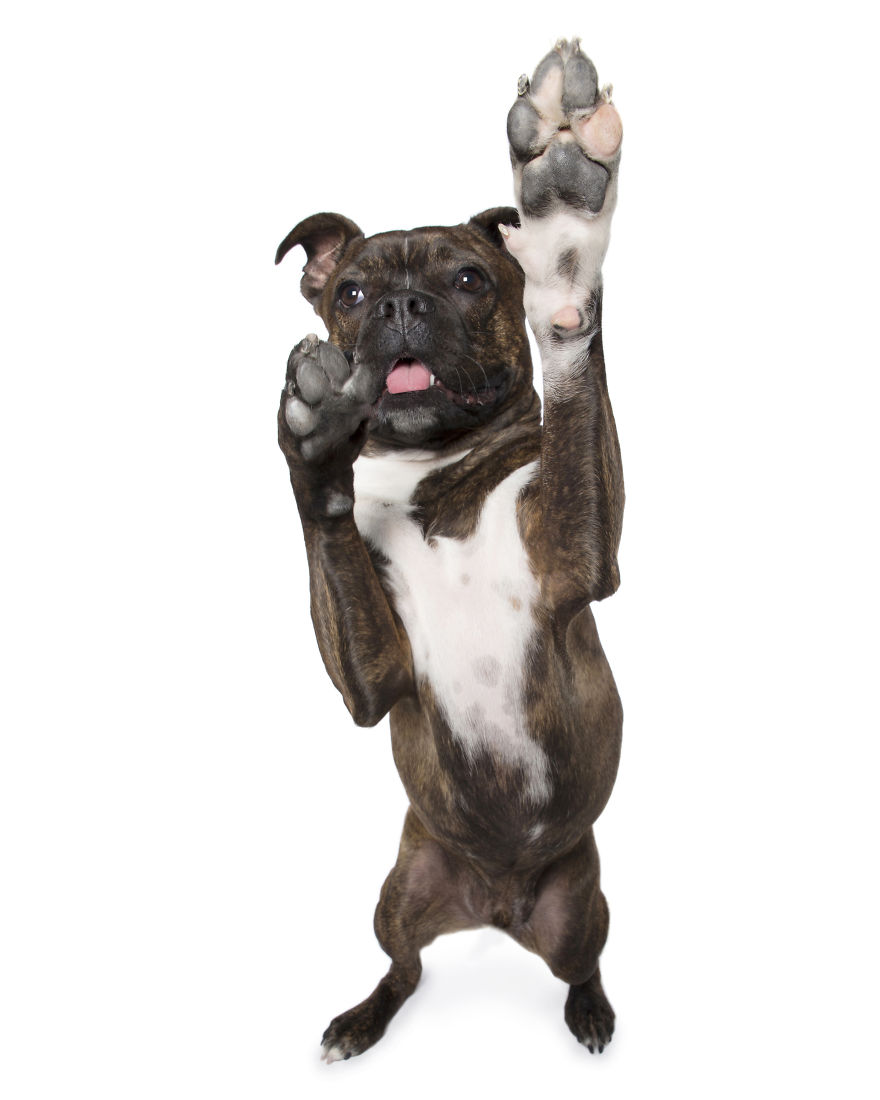 Paws Up: Animal Photographer Captures Dogs Saying 'Hi' Paws Up: Animal Photographer Captures Dogs Saying 'Hi'