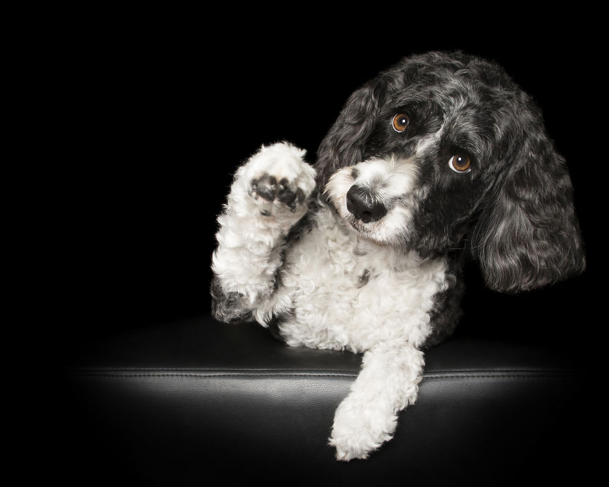 Paws Up: Animal Photographer Captures Dogs Saying 'Hi' Paws Up: Animal Photographer Captures Dogs Saying 'Hi'