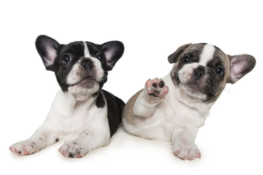 Paws Up: Animal Photographer Captures Dogs Saying 'Hi' Paws Up: Animal Photographer Captures Dogs Saying 'Hi'