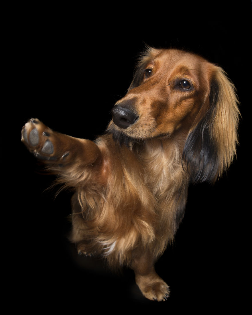 Paws Up: Animal Photographer Captures Dogs Saying 'Hi'