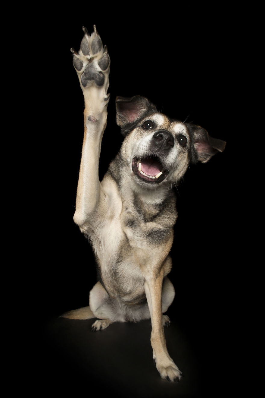 Paws Up: Animal Photographer Captures Dogs Saying 'Hi' Paws Up: Animal Photographer Captures Dogs Saying 'Hi'