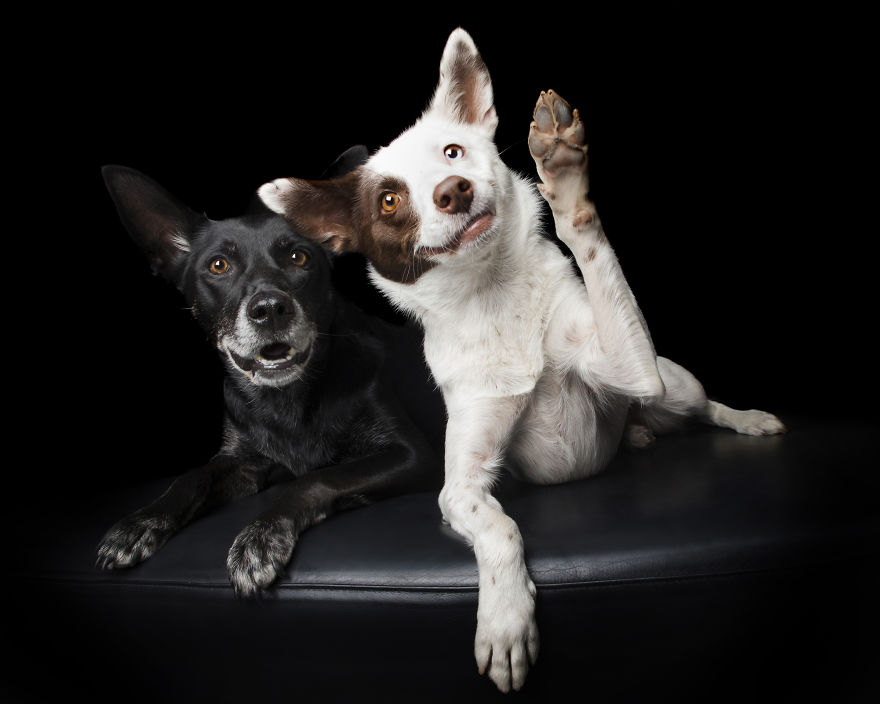 Paws Up: Animal Photographer Captures Dogs Saying 'Hi' Paws Up: Animal Photographer Captures Dogs Saying 'Hi'