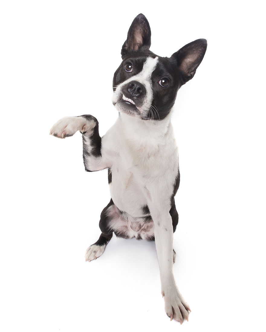 Paws Up: Animal Photographer Captures Dogs Saying 'Hi'