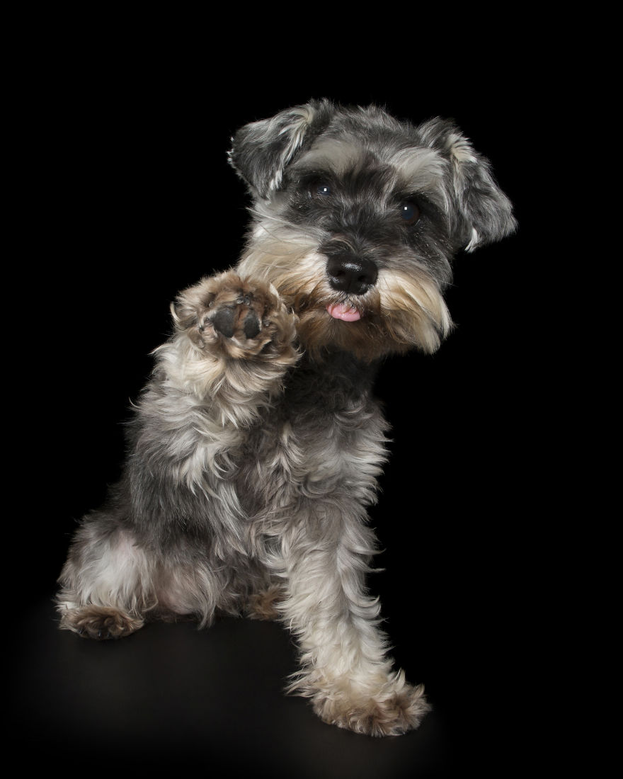 Paws Up: Animal Photographer Captures Dogs Saying 'Hi'