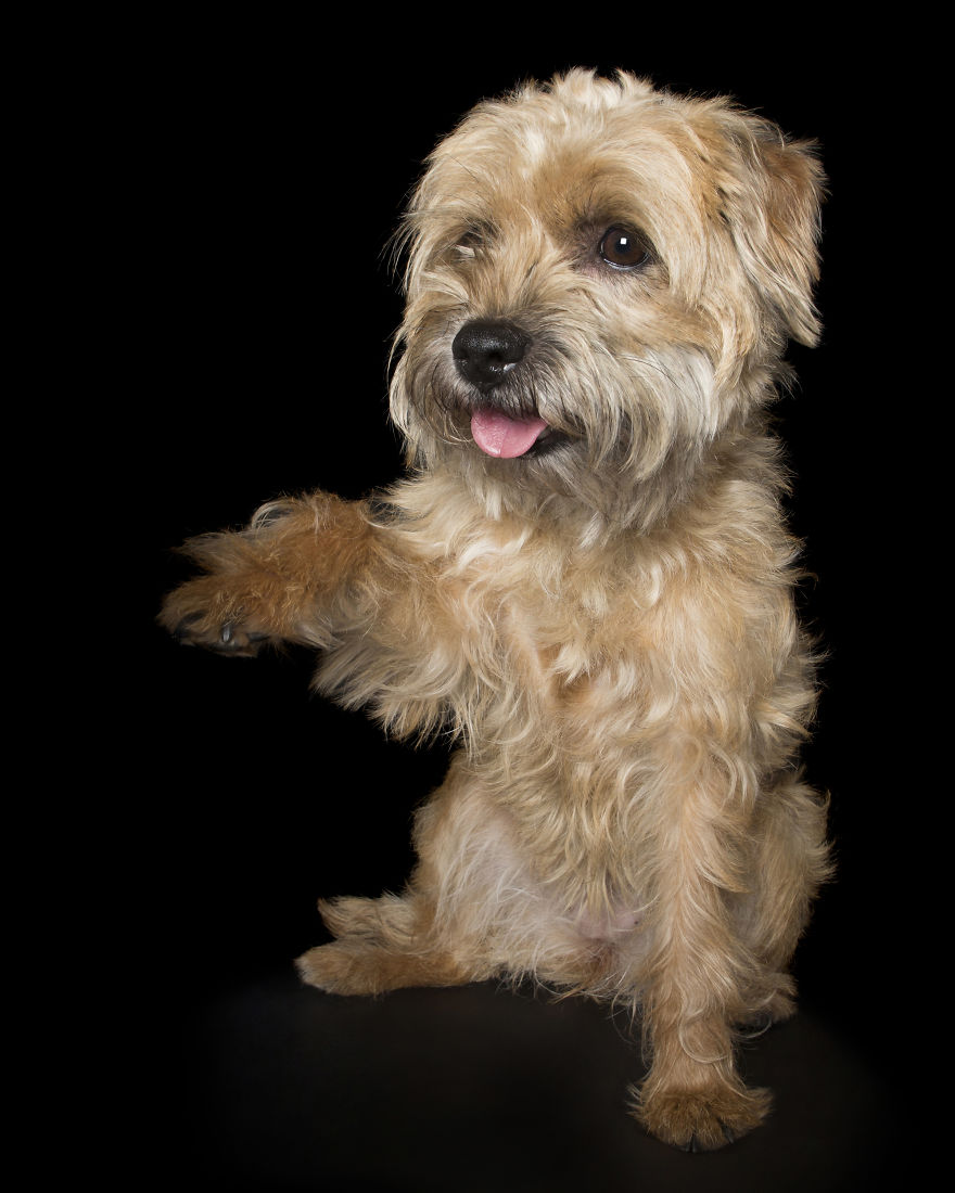 Paws Up: Animal Photographer Captures Dogs Saying 'Hi'