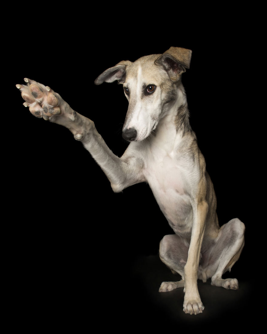 Paws Up: Animal Photographer Captures Dogs Saying 'Hi'