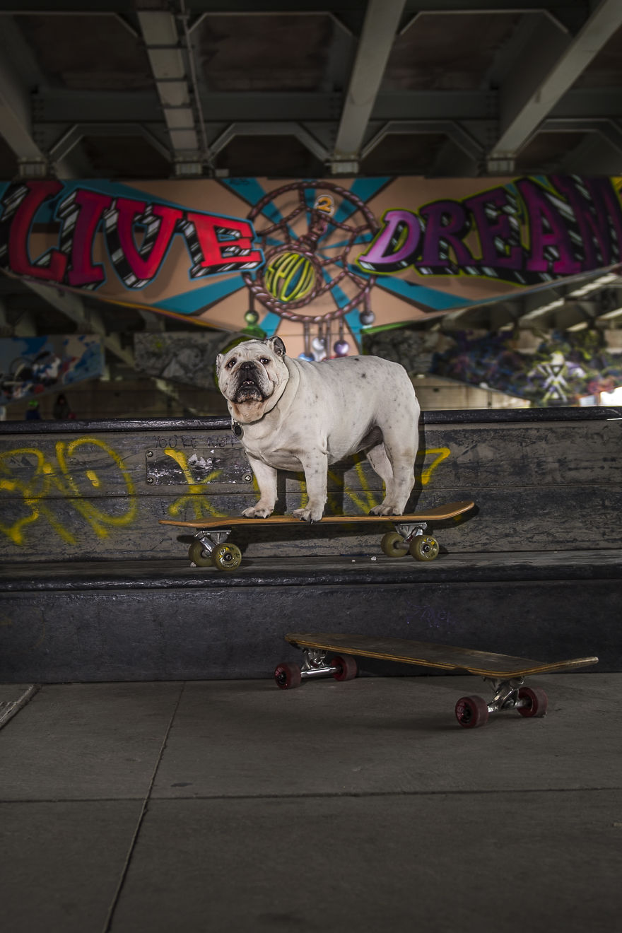 We Want To Show That Dogs Are Equal Part Of Our Community We Want To Show That Dogs Are Equal Part Of Our Community