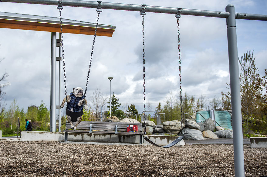 We Want To Show That Dogs Are Equal Part Of Our Community We Want To Show That Dogs Are Equal Part Of Our Community