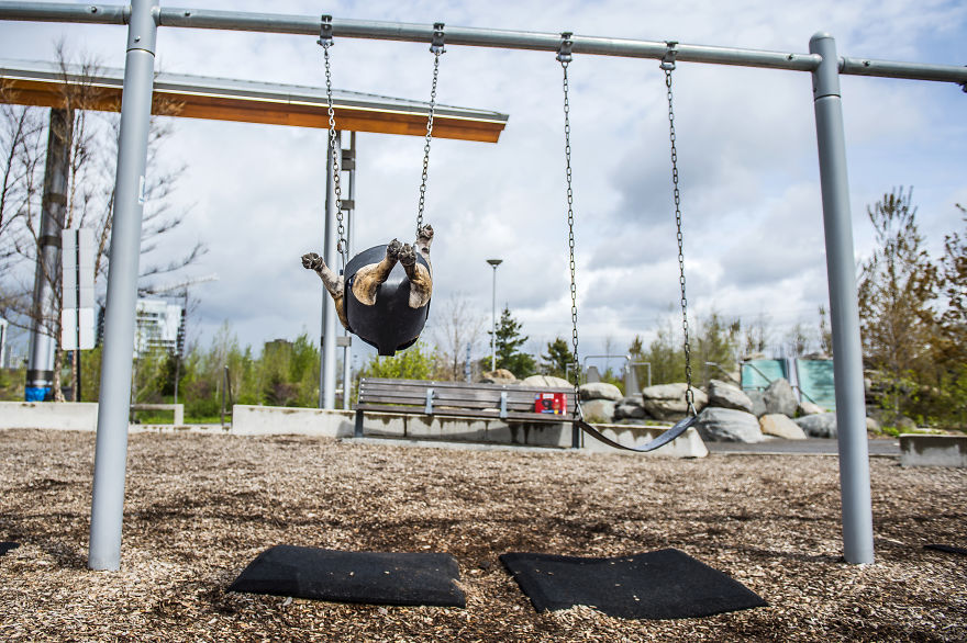 We Want To Show That Dogs Are Equal Part Of Our Community We Want To Show That Dogs Are Equal Part Of Our Community