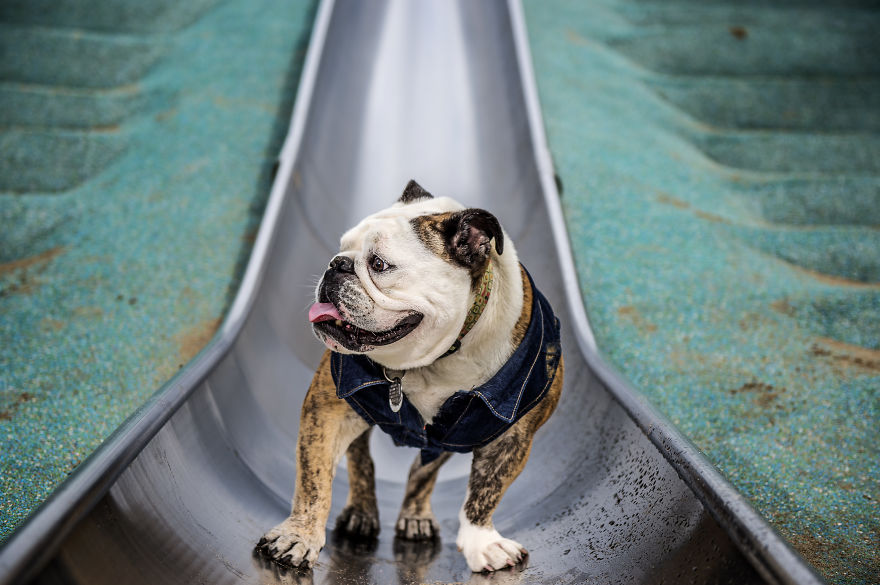 We Want To Show That Dogs Are Equal Part Of Our Community We Want To Show That Dogs Are Equal Part Of Our Community