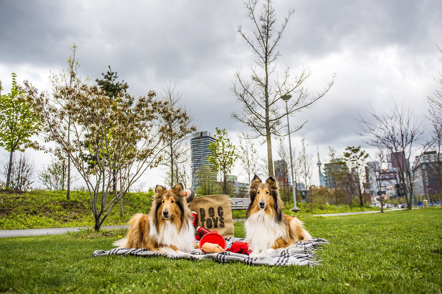 We Want To Show That Dogs Are Equal Part Of Our Community We Want To Show That Dogs Are Equal Part Of Our Community