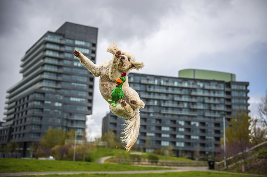 We Want To Show That Dogs Are Equal Part Of Our Community We Want To Show That Dogs Are Equal Part Of Our Community