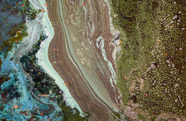 Pollen, Algae And Leafs In The Water Of The Baltic Sea At Swedens East Coast.