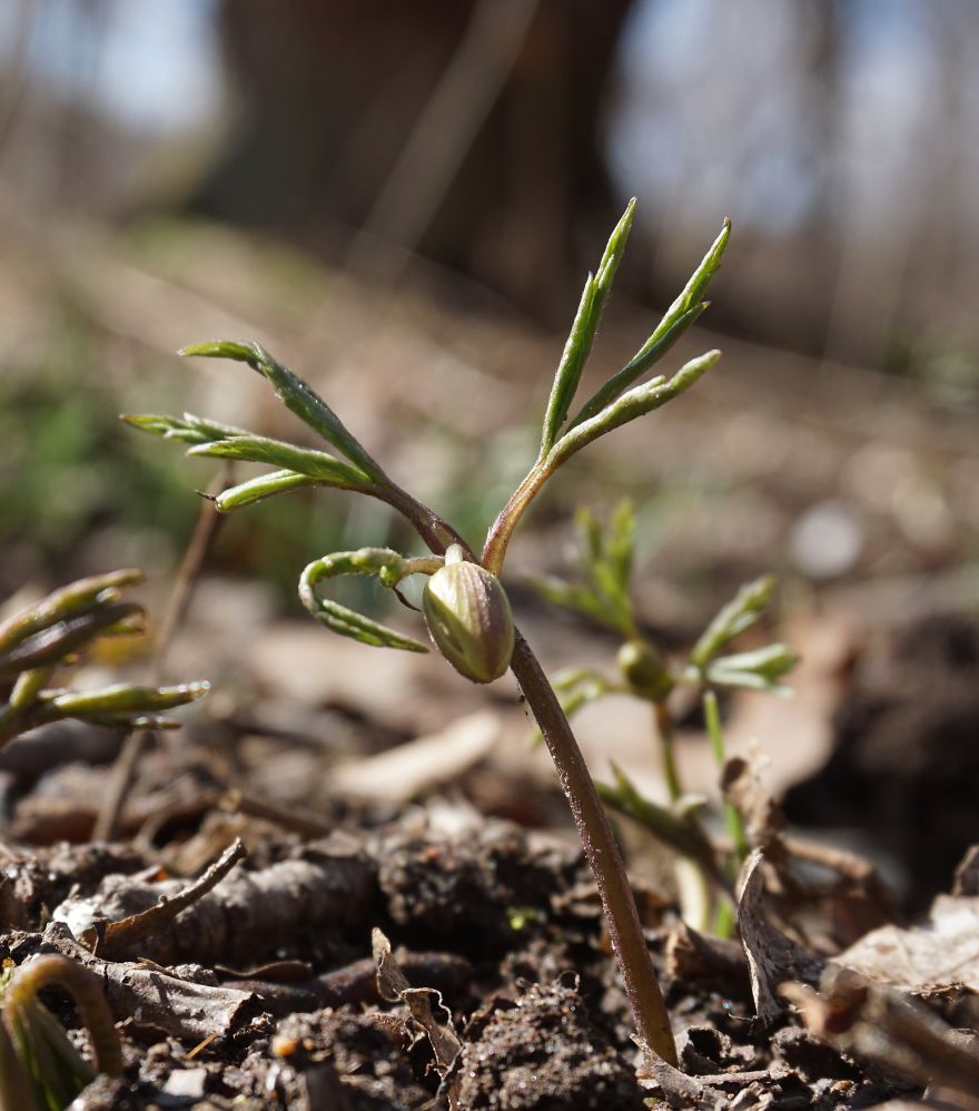 Anemone Rising Anemone Rising