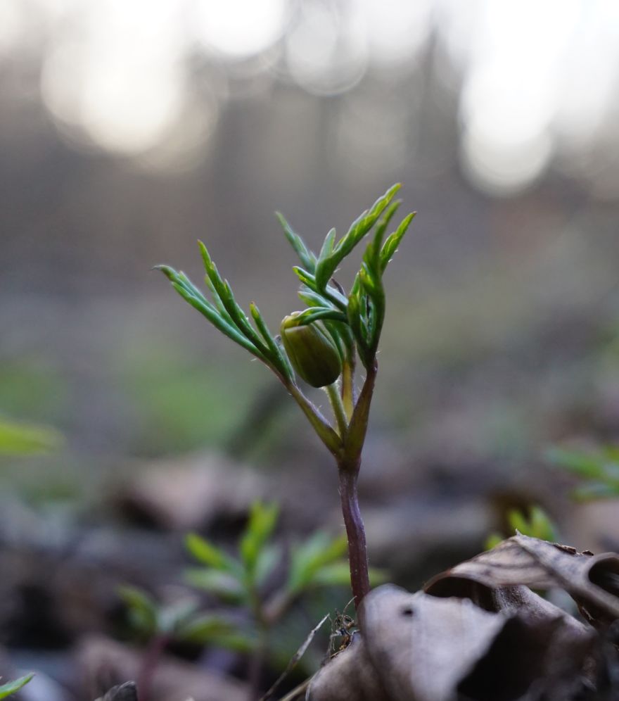 Anemone Rising Anemone Rising