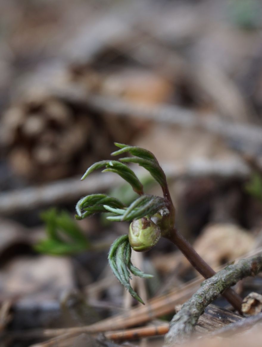Anemone Rising Anemone Rising