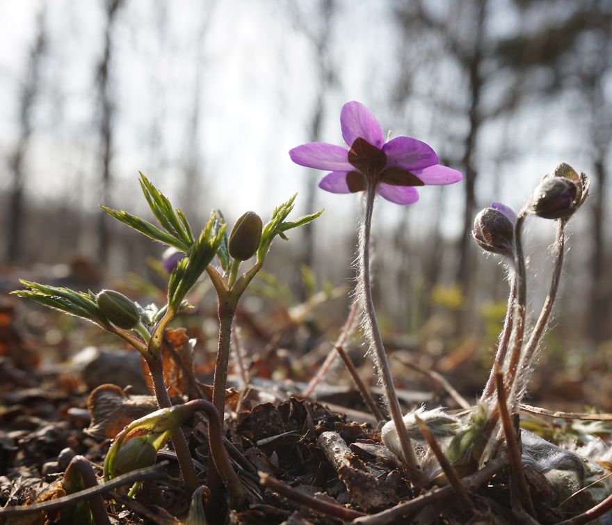 Anemone Rising Anemone Rising